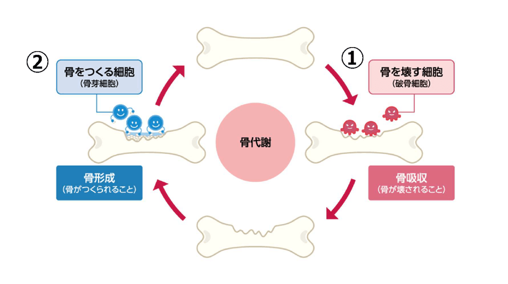骨粗鬆症イメージ5